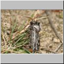 Agrotis vestigialis - Kiefernsaateule 03c.jpg